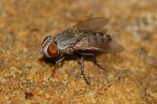 Taxigramma sp.